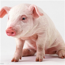 供应禽畜饲料添加剂宝丰牧香之奶甜香香味剂香味素