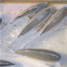 做鱼饵虾饵专用代替鱼粉强诱食促生长