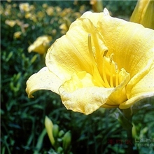 【崇裕】优质感香油墨、香味水乳剂、香味水性油墨