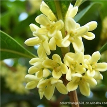 【崇裕】高浓芳香微胶囊粉,感香粉,芳香粉