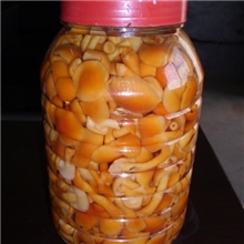 新鲜的清水滑子菇现货出售