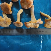 出口级速冻鸡油菌