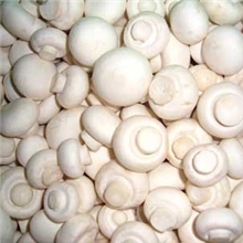 供应速冻双孢菇整菇切片
