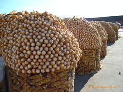 荷兰网粗丝圈玉米电焊网荷兰网批发安平天互丝网制品有限公司