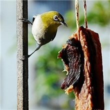 供应香精，食用香精，咸味香精-猪，牛，鸡，海鲜等