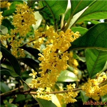 供应香精，食用香精，饮料香精，桂花香精-纯正的八月桂花香