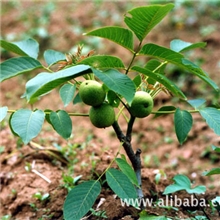 香玲核桃苗，香玲核桃苗批发，香玲核桃苗特性