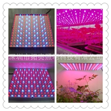 专供LEDZF225LED植物生长灯