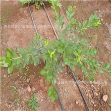 供应滴灌带优质滴灌带