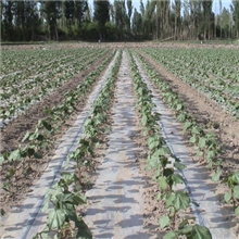 厂家直销滴灌带内嵌扁平滴头滴灌带压力补偿滴头滴灌带