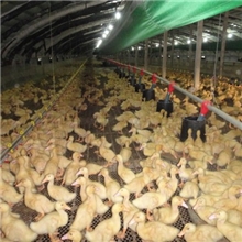 供应养鸭设备养鸭自动料线养鸭料盘华邦农牧