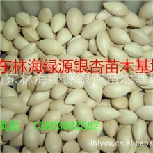 长期供应优质银杏、合欢种子、绿化苗木包出芽率