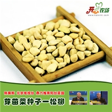 松柳种子开心农场阳台种菜芽苗菜无土栽培芽苗菜种子有机蔬菜