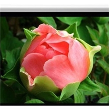 批发正品美视电动幕120寸16：9高清玻纤幕智能遥控电动幕