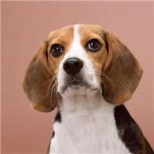 活泼可爱漂亮狗狗-比格猎兔犬幼犬史努比明星米格鲁