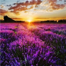 乐理，和声，视唱练耳教学，艺考教学，考前辅导