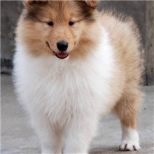 漂亮聪明活泼的狗狗-苏格兰牧羊犬幼犬