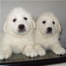 漂亮可爱威武的狗狗-大白熊犬幼犬