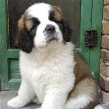 漂亮威武善于救生的狗狗-圣伯纳犬幼犬