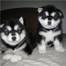 漂亮可爱威武狗狗-阿拉斯加雪橇犬幼犬