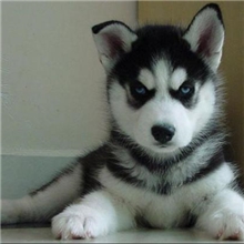 漂亮可爱活泼狗狗-哈士奇雪橇犬幼犬