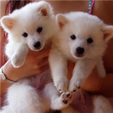 活泼可爱会看门狗狗-银狐犬日本尖嘴幼犬