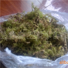 厂家批发天然优质青苔苔藓蝴蝶兰种植苔藓价低促销
