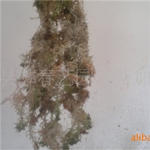 供应特级水苔蝴蝶兰专用无土栽培（水苔）