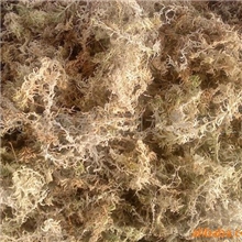 常年大量供应好品质水苔，蝴蝶兰培育用料