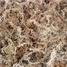 供应蝴蝶兰栽培水苔常年大量供应，品质保证