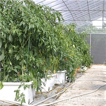 自动储水盆/多功能蔬菜种植盆/阳台种菜/自动恒湿盆/盆栽专用品