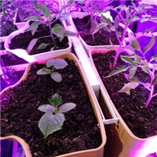 厂家直销培育烟苗基质（东北草炭土）