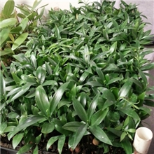 本公司专业直销育苗基质（东北泥炭土）东北产业带价格优惠