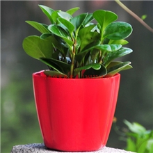 批发F0903-4花盆/塑料花盆/盆栽花盆/配盆托/仿真花花盆