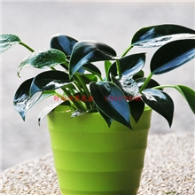 F0902-4仿瓷花盆/密胺花盆/工艺花盆/仿生仿真花盆