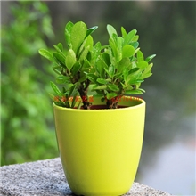 供应F0917迷你光面圆形小盆栽花盆,丝花工艺花盆,仙人球花盆