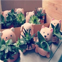 红陶多肉盆红陶小花盆4款小动物素烧陶盆红陶生产厂家XX876