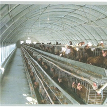 专业生产养殖棚猪棚牛棚