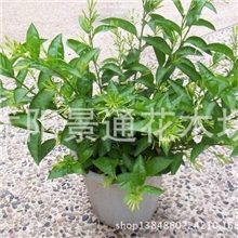夜来香花苗盆栽夜来香大苗室内净化空气