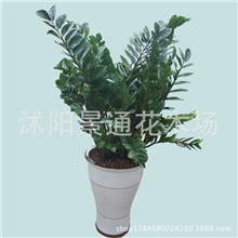 盆栽花卉金钱树室内盆栽绿植净化空气