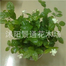 盆栽花卉绿植四季陆续开花白色茉莉花苗浓香植物