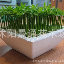 供应迷你植物净化空气小叶罗汉松