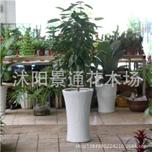 特价幸福树盆栽小型大型室内盆栽盆栽花卉平安树美观大方实惠