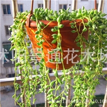 室内盆栽珍珠吊兰佛株吊兰情人泪吊兰*绿色净化*空气的能手
