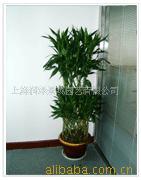 全国供应直销别墅工程绿化树植物养护室内花卉盆栽苗木养殖