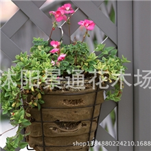 新品种盆栽花卉牡丹吊兰美誉龙吐珠窗台花卉