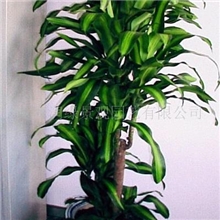 供应别墅园林室内绿化租摆私家花园空气净化水培花木设计与施工