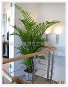 供应全国花园设计绿化景观花木租赁苗木园艺优质花卉盆栽植物