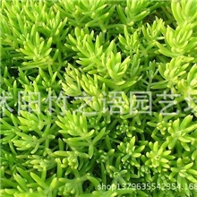 批发供应屋顶绿化楼顶草坪夏天隔热效果好-优质佛甲草