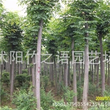 垂挂苗木垂槐龙爪槐小枝柔软下垂树冠如伞直销工程行道树